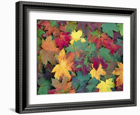 Autumn Leaves-John Miller-Framed Photographic Print