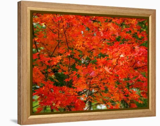 Autumn Leaves-null-Framed Premier Image Canvas