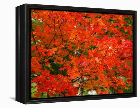 Autumn Leaves-null-Framed Premier Image Canvas