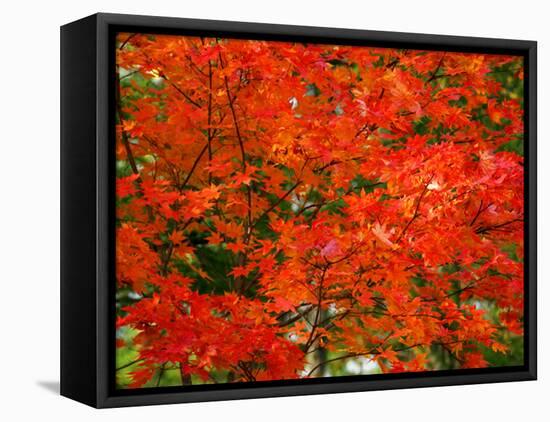 Autumn Leaves-null-Framed Premier Image Canvas