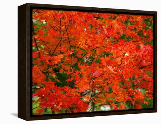 Autumn Leaves-null-Framed Premier Image Canvas