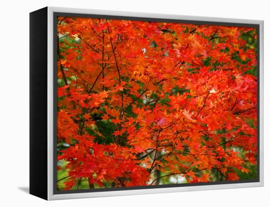Autumn Leaves-null-Framed Premier Image Canvas