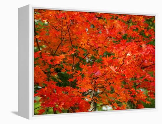 Autumn Leaves-null-Framed Premier Image Canvas