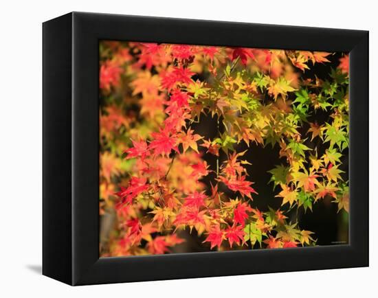 Autumn Leaves-null-Framed Premier Image Canvas