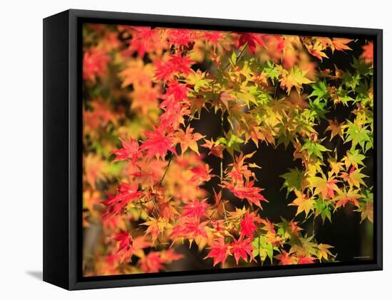 Autumn Leaves-null-Framed Premier Image Canvas