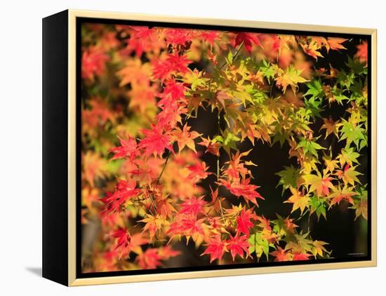 Autumn Leaves-null-Framed Premier Image Canvas