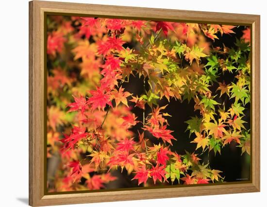 Autumn Leaves-null-Framed Premier Image Canvas