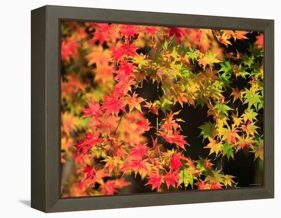 Autumn Leaves-null-Framed Premier Image Canvas