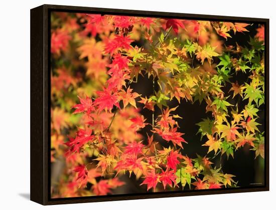 Autumn Leaves-null-Framed Premier Image Canvas