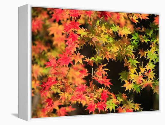 Autumn Leaves-null-Framed Premier Image Canvas