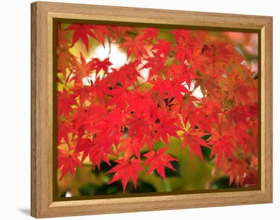 Autumn Leaves-null-Framed Premier Image Canvas