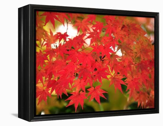 Autumn Leaves-null-Framed Premier Image Canvas