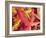 Autumn Leaves-Angelo Cavalli-Framed Photographic Print