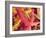 Autumn Leaves-Angelo Cavalli-Framed Photographic Print