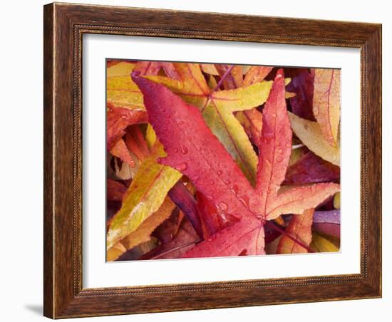 Autumn Leaves-Angelo Cavalli-Framed Photographic Print