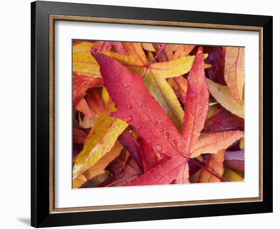 Autumn Leaves-Angelo Cavalli-Framed Photographic Print