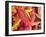 Autumn Leaves-Angelo Cavalli-Framed Photographic Print