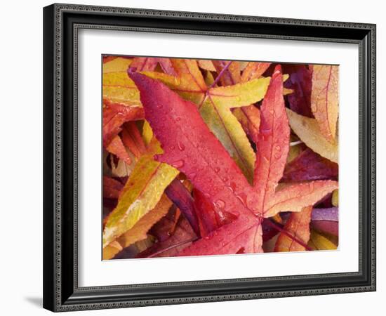 Autumn Leaves-Angelo Cavalli-Framed Photographic Print