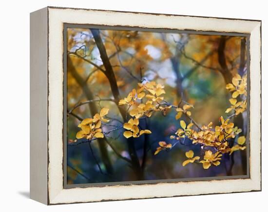 Autumn Leaves-Ursula Abresch-Framed Premier Image Canvas