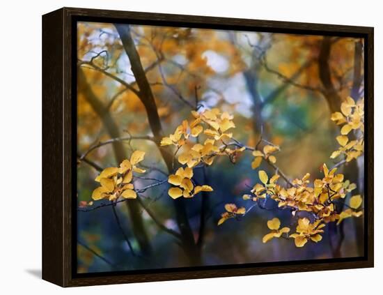Autumn Leaves-Ursula Abresch-Framed Premier Image Canvas