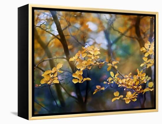 Autumn Leaves-Ursula Abresch-Framed Premier Image Canvas