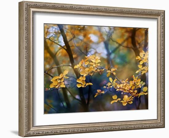 Autumn Leaves-Ursula Abresch-Framed Photographic Print