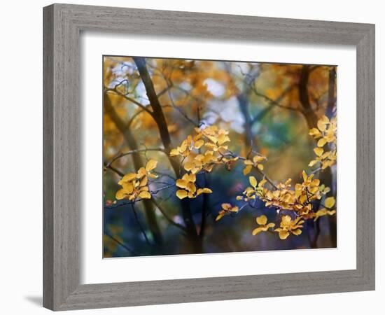 Autumn Leaves-Ursula Abresch-Framed Photographic Print