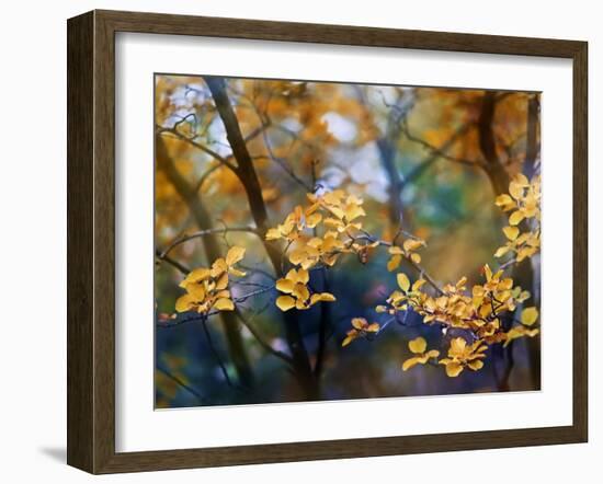 Autumn Leaves-Ursula Abresch-Framed Photographic Print