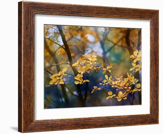 Autumn Leaves-Ursula Abresch-Framed Photographic Print