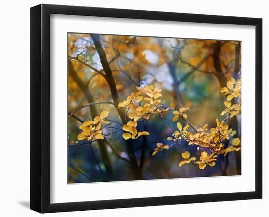 Autumn Leaves-Ursula Abresch-Framed Photographic Print