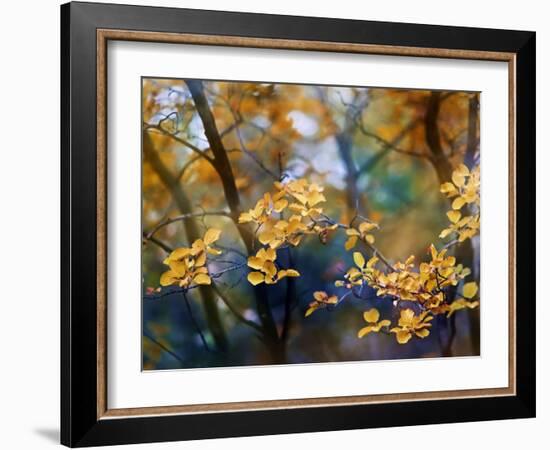 Autumn Leaves-Ursula Abresch-Framed Photographic Print