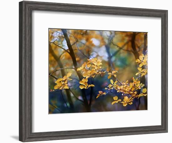 Autumn Leaves-Ursula Abresch-Framed Photographic Print