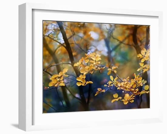 Autumn Leaves-Ursula Abresch-Framed Photographic Print