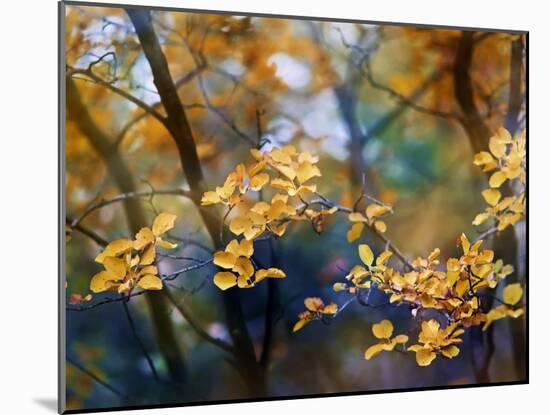 Autumn Leaves-Ursula Abresch-Mounted Photographic Print