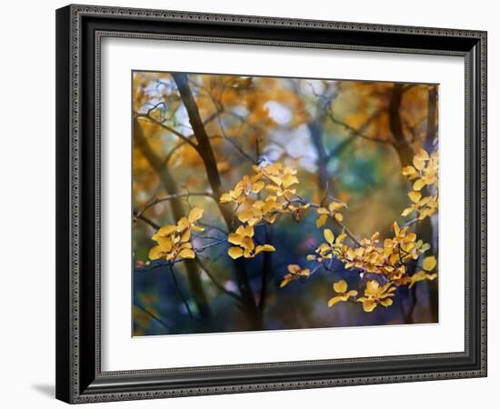 Autumn Leaves-Ursula Abresch-Framed Photographic Print