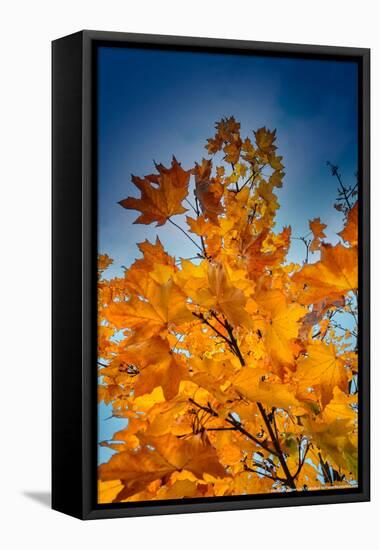 Autumn Leaves-null-Framed Stretched Canvas