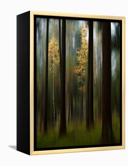 Autumn Leaves-Bjorn Emanuelson-Framed Premier Image Canvas