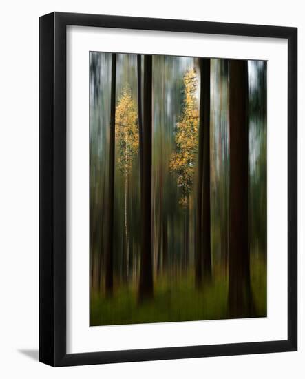 Autumn Leaves-Bjorn Emanuelson-Framed Photographic Print