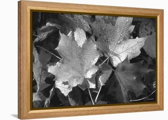 Autumn Leaves-Gordon Semmens-Framed Premier Image Canvas