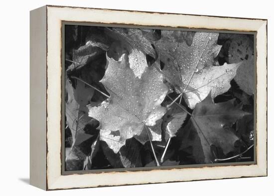 Autumn Leaves-Gordon Semmens-Framed Premier Image Canvas