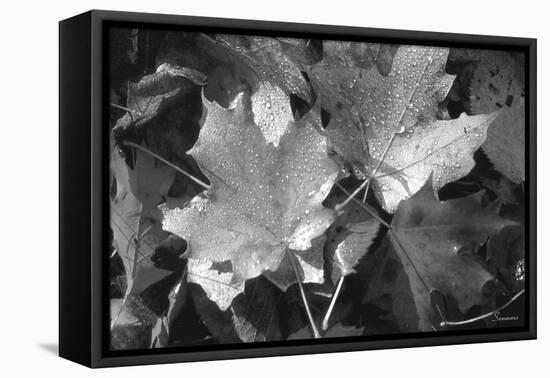 Autumn Leaves-Gordon Semmens-Framed Premier Image Canvas