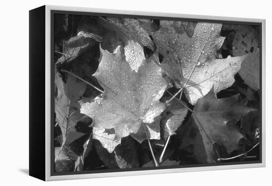 Autumn Leaves-Gordon Semmens-Framed Premier Image Canvas