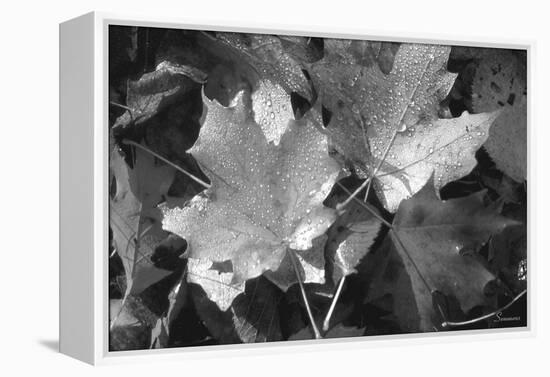 Autumn Leaves-Gordon Semmens-Framed Premier Image Canvas