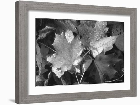 Autumn Leaves-Gordon Semmens-Framed Photographic Print