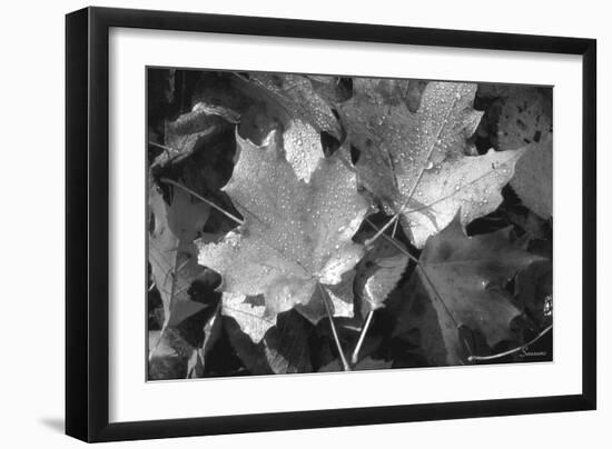 Autumn Leaves-Gordon Semmens-Framed Photographic Print