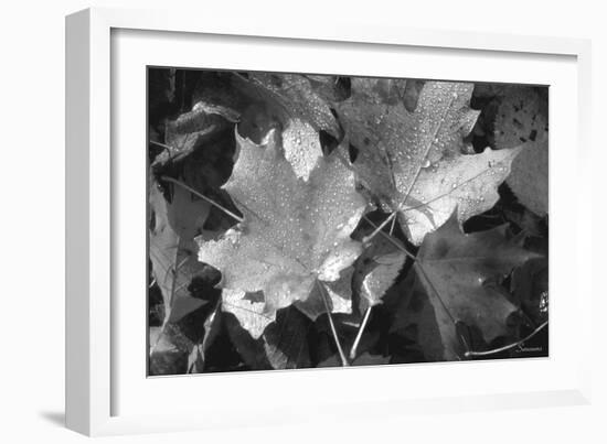 Autumn Leaves-Gordon Semmens-Framed Photographic Print