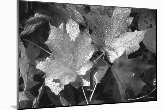 Autumn Leaves-Gordon Semmens-Mounted Photographic Print