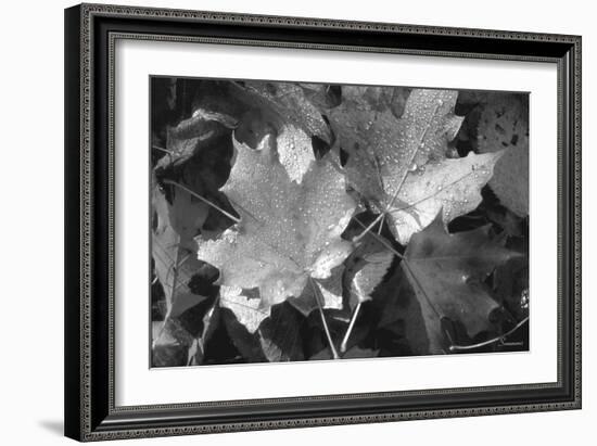 Autumn Leaves-Gordon Semmens-Framed Photographic Print