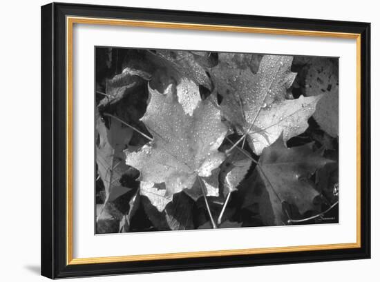 Autumn Leaves-Gordon Semmens-Framed Photographic Print