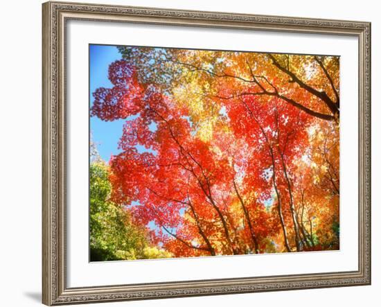 Autumn Leaves-null-Framed Photographic Print